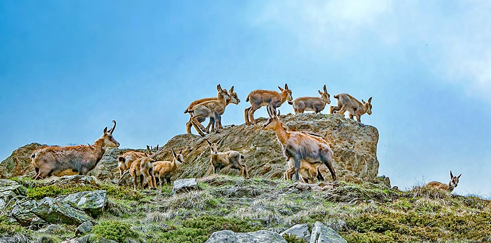 The females live in groups of 15-30 units, composed also by the kids and by some 2 or 3 years old young led by the older and experienced females. We can then talk, apart the reproductive time, with even violent fights between males that act as masters, of a social structure of matriarchal type