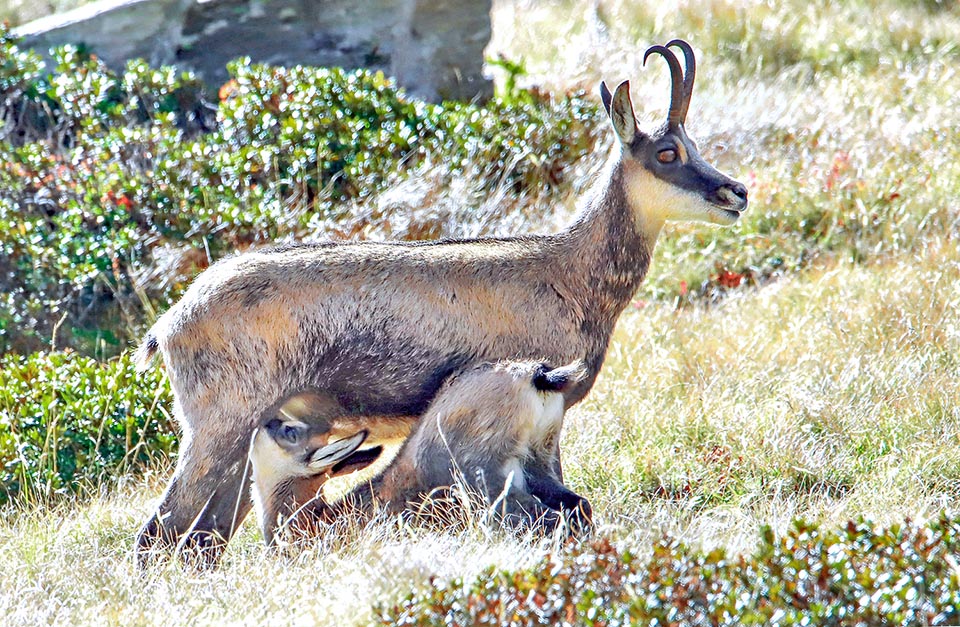 Jeune chamois - young chamois, Rupicapra rupicapra (Caprina…