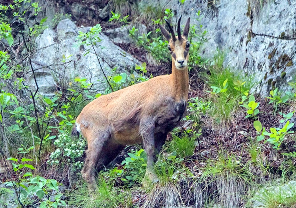 Rupicapra rupicapra balcanica se distingue par des cornes plus longues et par la couleur de son manteau : plus brunâtre en été, foncé avec des nuances jaunâtres en hiver