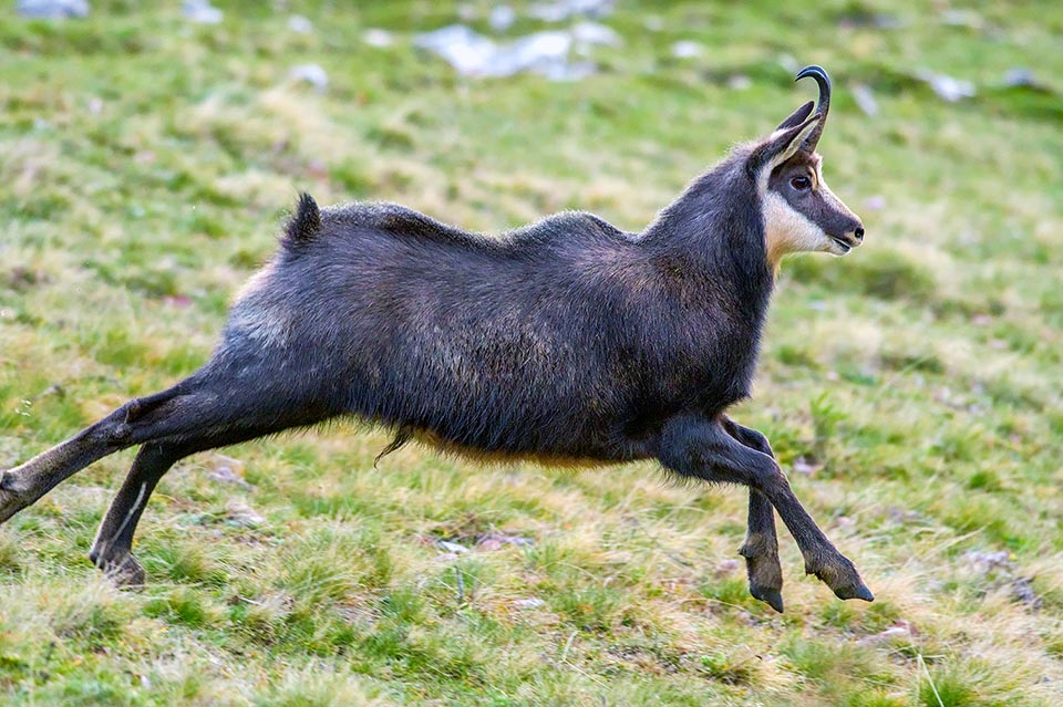 Rupicapra rupicapra cartusiana présente une taille supérieure à la moyenne et un poil d'hiver tirant vers le noir