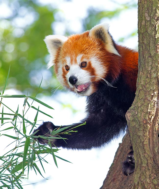 Ailurus fulgens, Ailuridae, petit panda, panda éclatant