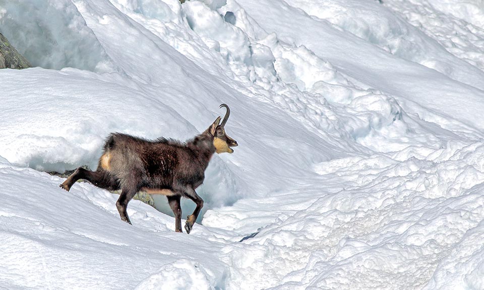 The dark winter fur that absorbs the sun rays and the fat reserves shelter it from cold. The interdigital membrane grants an agile gait even on fresh snow