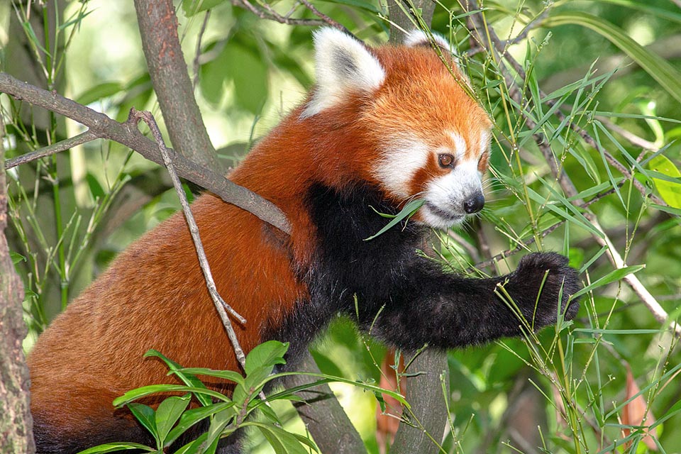 Ailurus fulgens, Ailuridae, petit panda, panda éclatant