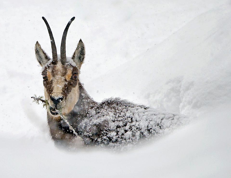 In the blizzard when there is nothing to graze, even a sprig full of lichens can be good 