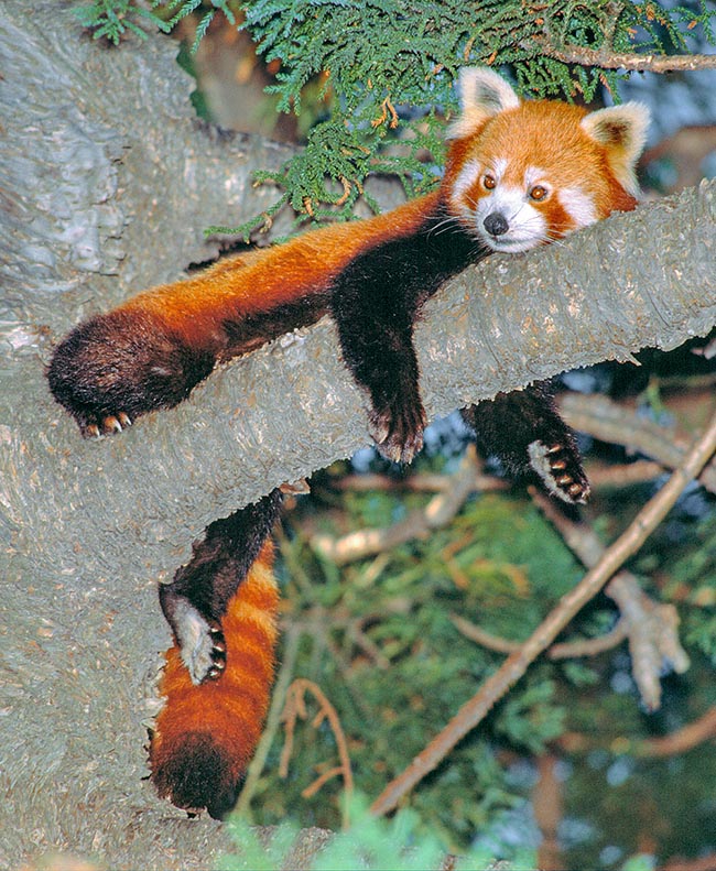 Ailurus fulgens, Ailuridae, Panda minore, Panda rosso