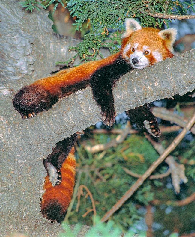 Ailurus fulgens, Ailuridae, petit panda, panda éclatant