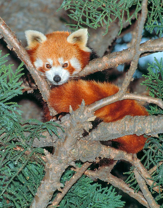 Ailurus fulgens, Ailuridae, petit panda, panda éclatant