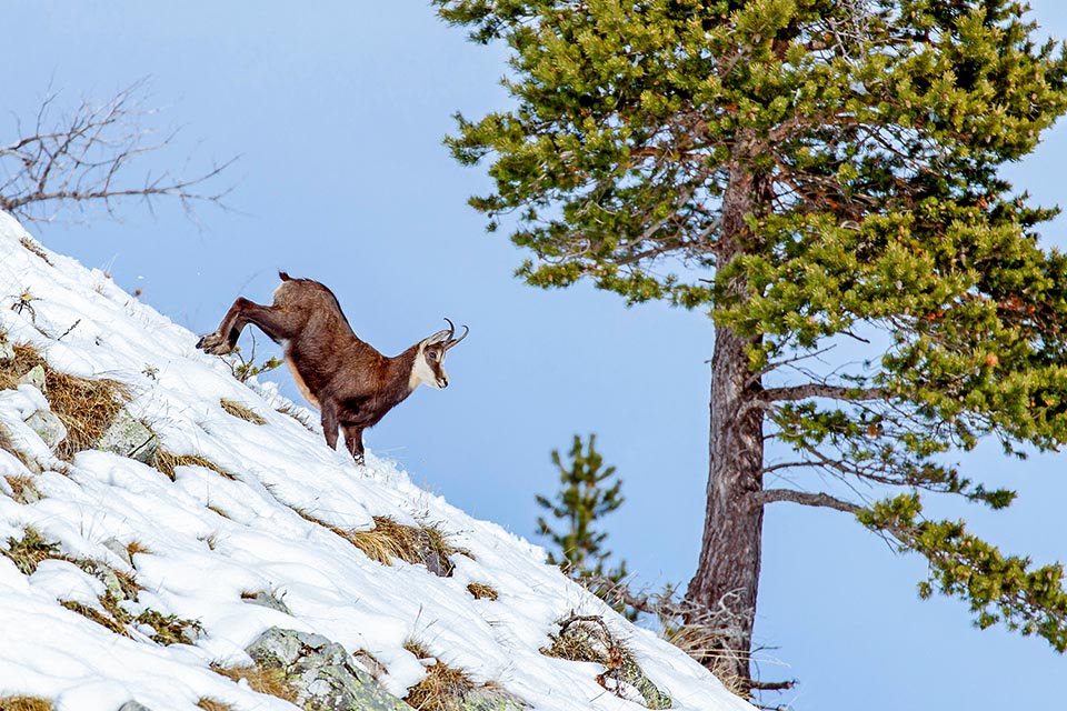 The habitat extends on three altitudinal lines: the mountain one, with conifers and broad-leaved forests rich of underwood, spaced by rocky walls, gorges and clearings; the sub-alpine with scattered larch, mountain pine and bushes and the alpine marked by prairies, dwarf shrubs and rocky zones up to the snow horizon line of 2600-3000 m 