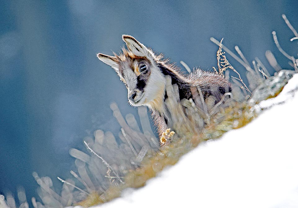 Un cucciolo osserva le prodezze. I parti, raramente gemellari, avvengono in maggio e il piccolo dopo poche ore è in grado di seguire la madre