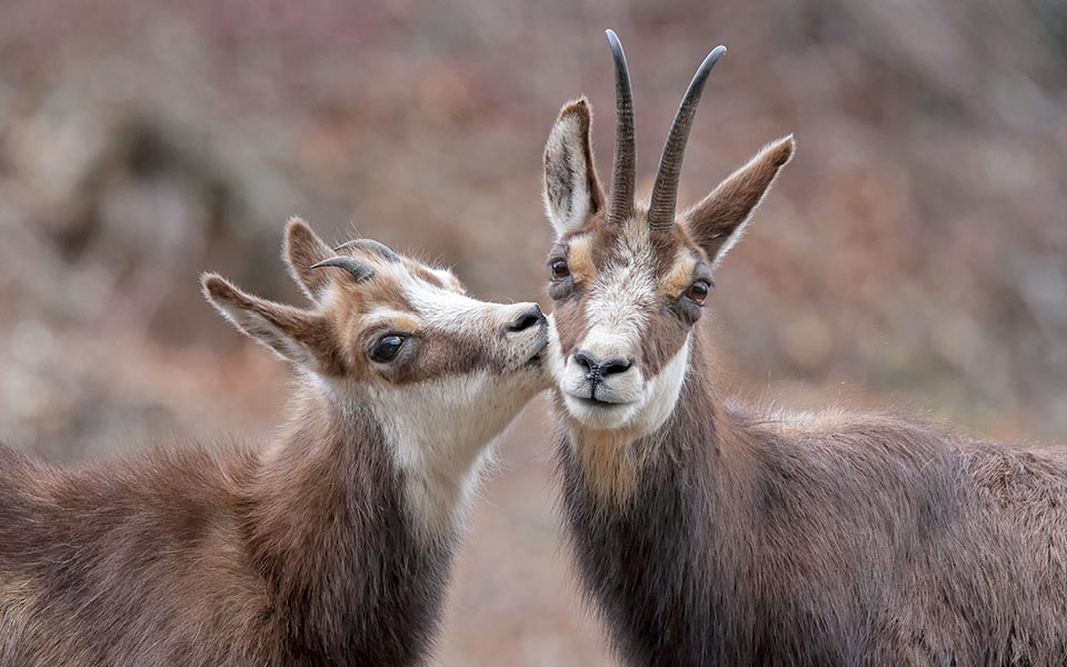 Celui-ci, désormais grand, a pourtant encore besoin de tendresse 