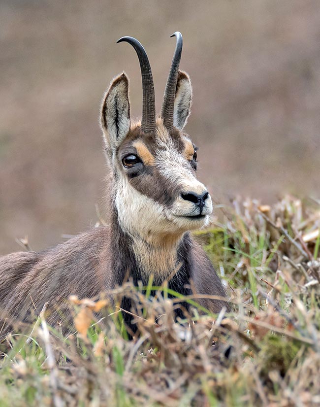 Pour connaître l'âge d'un chamois, il suffit de compter les anneaux des cornes. Il s’en forme de nouveaux chaque année au printemps-été