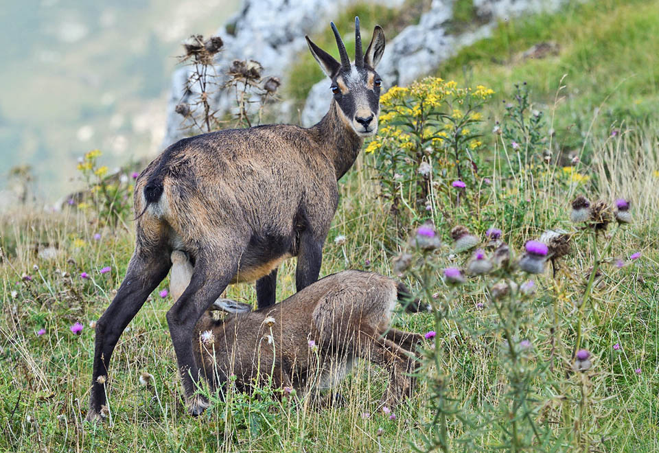 Anche per lui c'è latte, nello splendido paesaggio fiorito dei pascoli alpini 