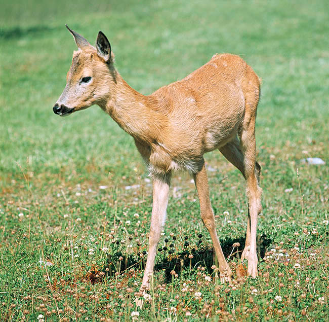 Capreolus capreolus, Cervidae, European roe deer