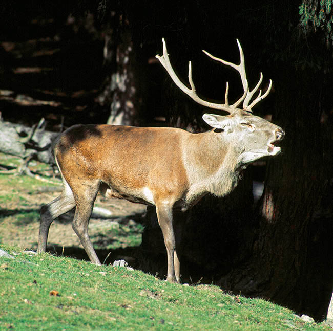 Cervus elaphus, Cervidae, cerf élaphe