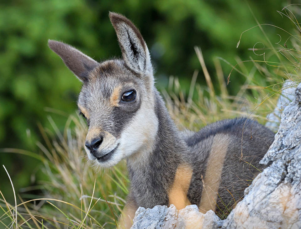 A recently born puppy who has not yet the horns 