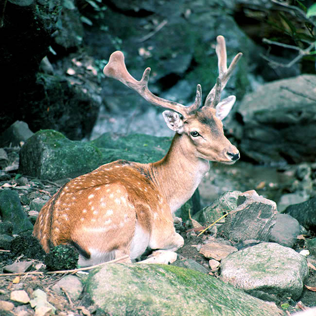 Dama dama, Cervidae, daim européen