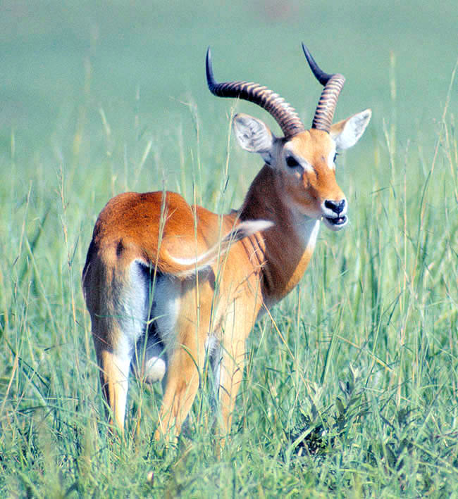 Kobus kob thomasi, Bovidae, cobo de Uganda