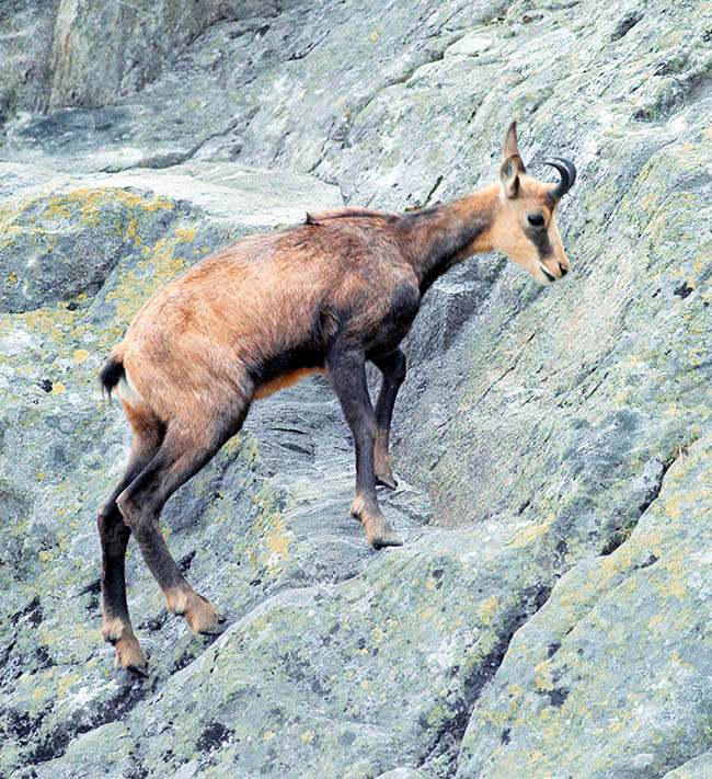 Rupicapra rupicapra, Bovidae, camoscio alpino Rupicapra rupicapra, Bovidae, camoscio alpino
