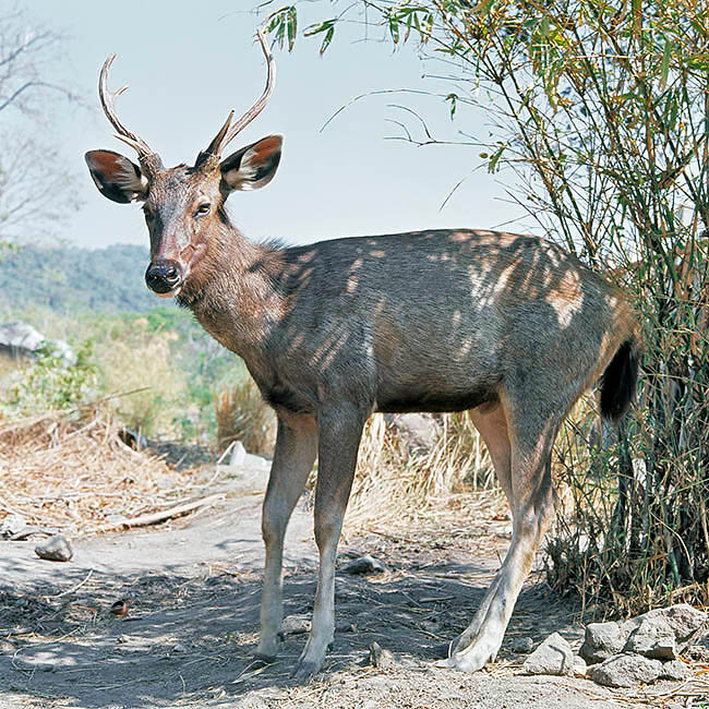 Rusa unicolor, Cervidae, sambar