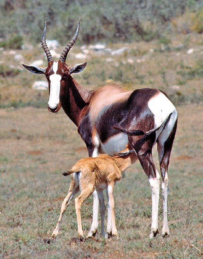 A nursing Damaliscus dorcas dorcas © Giuseppe Mazza