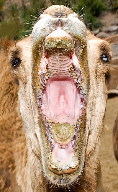 Mouth anatomy of a Camelys dromedarius © Giuseppe Mazza
