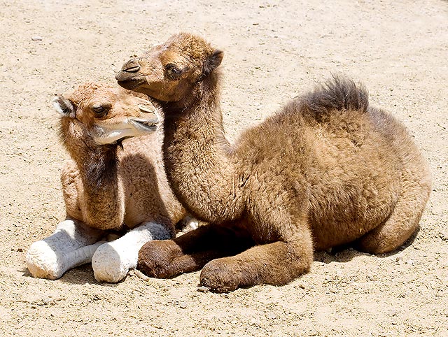 Two young and tender dromedary friends © Giuseppe Mazza