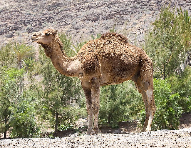 Esistono varie razze di dromedari, ma il pelo è sempre nettamente più corto di quello del cammello © G. Mazza