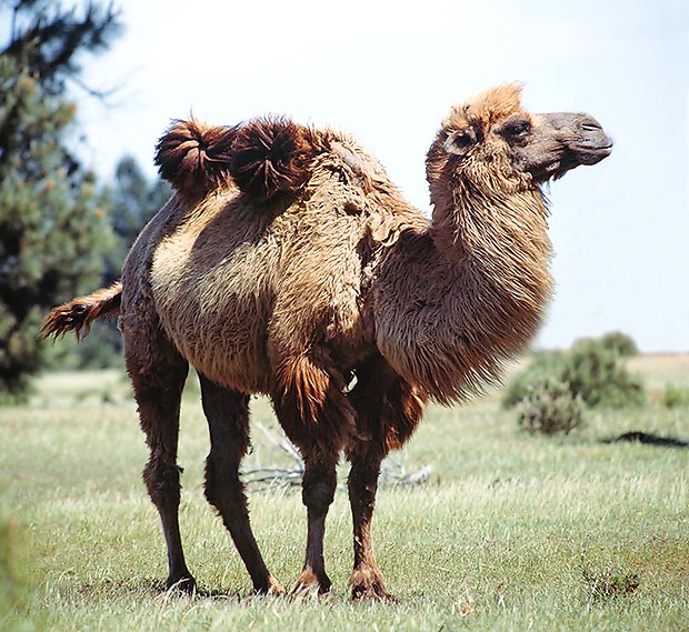 The Camelus bactrianus lives wild in the Gobi Desert and in East Turkistan © Giuseppe Mazza