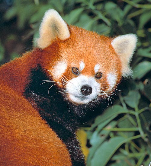 Ailurus fulgens recalls bears and raccoons, but now has a specific family © G. Mazza