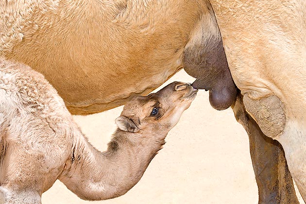 L'allattamento del Camelus dromedarius dura 3-4 mesi © Giuseppe Mazza