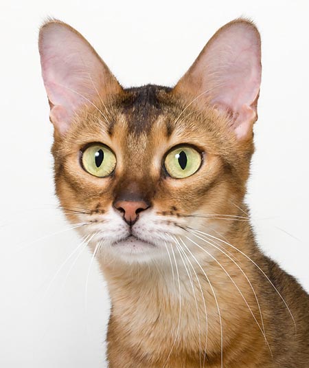 Il Chausie è nato dall’ibridazione con un gatto selvatico © Mazza