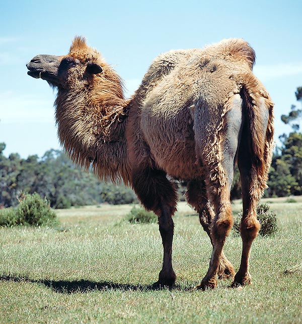 It differs from the dromedary due the two humps, thick coat and solid look © Giuseppe Mazza