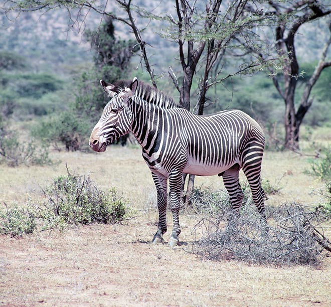 L'habitat tipico dell'Equus grevyi è la savana alberata. Sopporta meglio la siccità delle altre zebre © Giuseppe Mazza