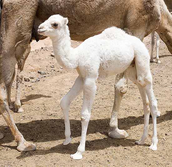 Un Camelus dromedarius bianco, nato da poco © Giuseppe Mazza