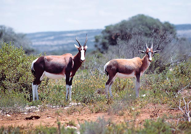 Adult and young in the splendid scenery of the Bontebock National Park © Giuseppe Mazza