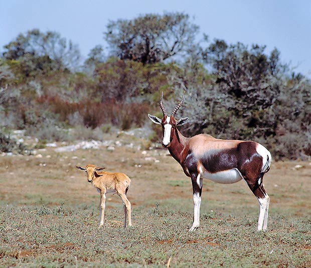 Damaliscus dorcas, Bontebock, Bovidae