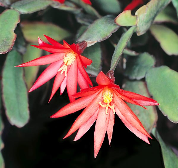 Dans les pays européens l'Hatiora gaertneri, aux beaux fleurs rouge-écarlate, est appelé 