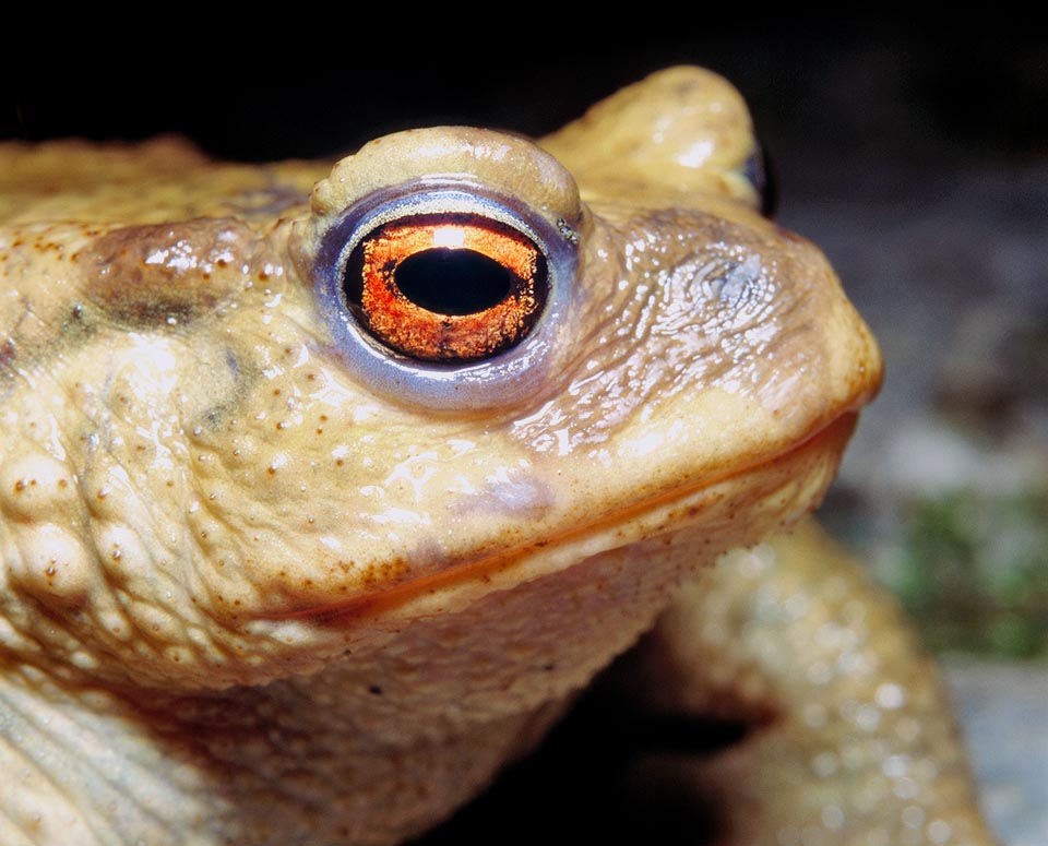 Bufo bufo, Bufonidae, Common toad