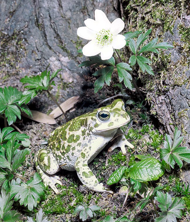 Bufotes viridis, Bufonidae, Rospo smeraldino