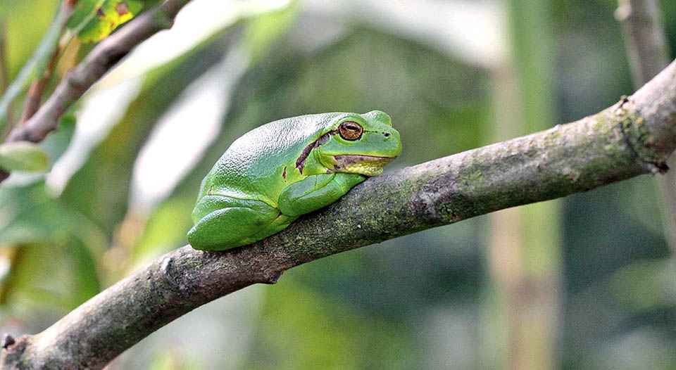 Mesurant de 3 à 4 cm, parfois 6 pour les femelles, la Rainette verte (Hyla arborea) est une espèce paléarctique présente dans une grande partie de l'Europe et de l'ouest de l'Asie.