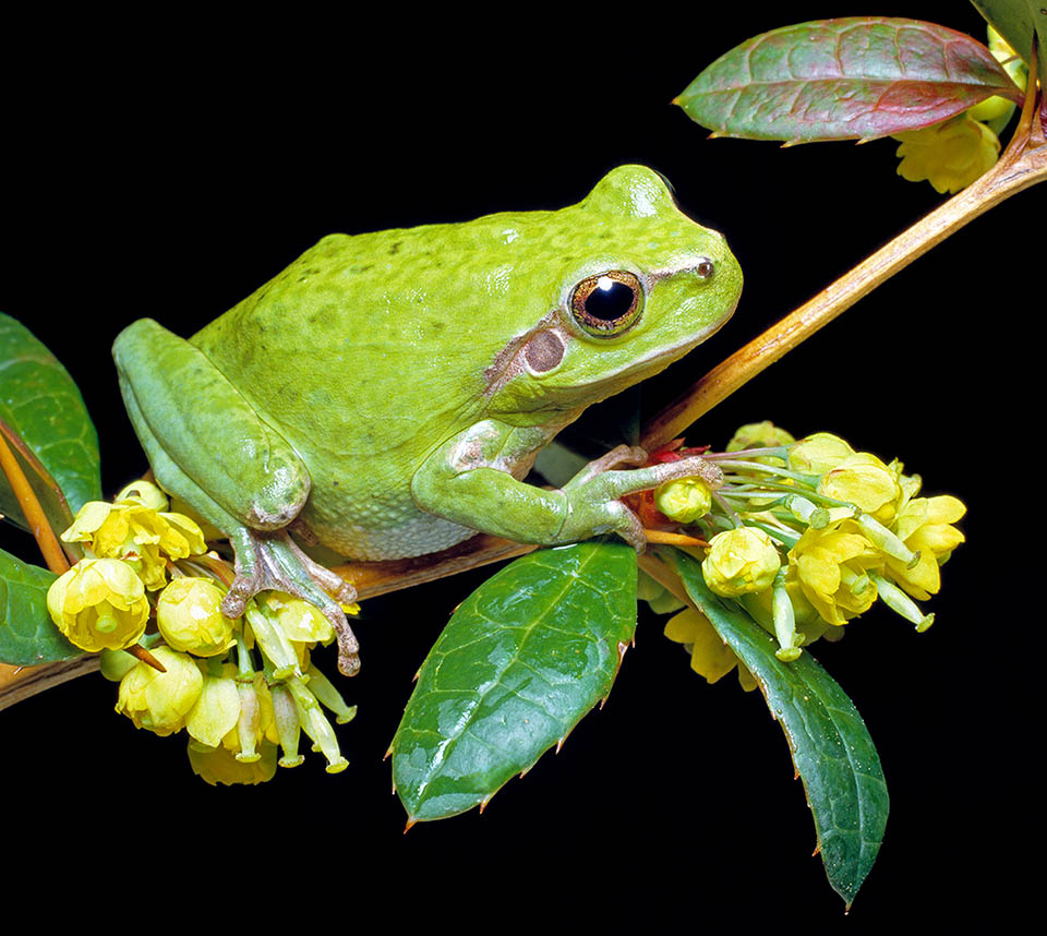 Hyla meridionalis, Stripeless Treefrog Present discontinuously along Mediterranean coasts, Hyla meridionalis circulated already in Morocco before Holocene and from here would have reached Spain naturally.