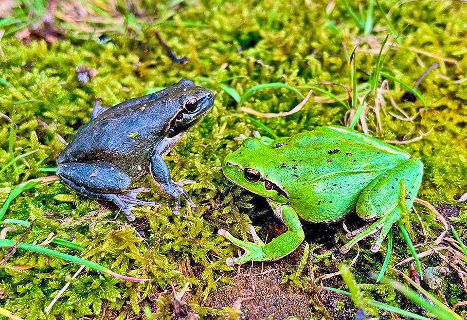 Hyla meridionalis, Stripeless Treefrog Here is well visible the extreme livery variability. Unlike Hyla arborea, the white-edged dark lateral band crossing the eye stops at the lower limbs.