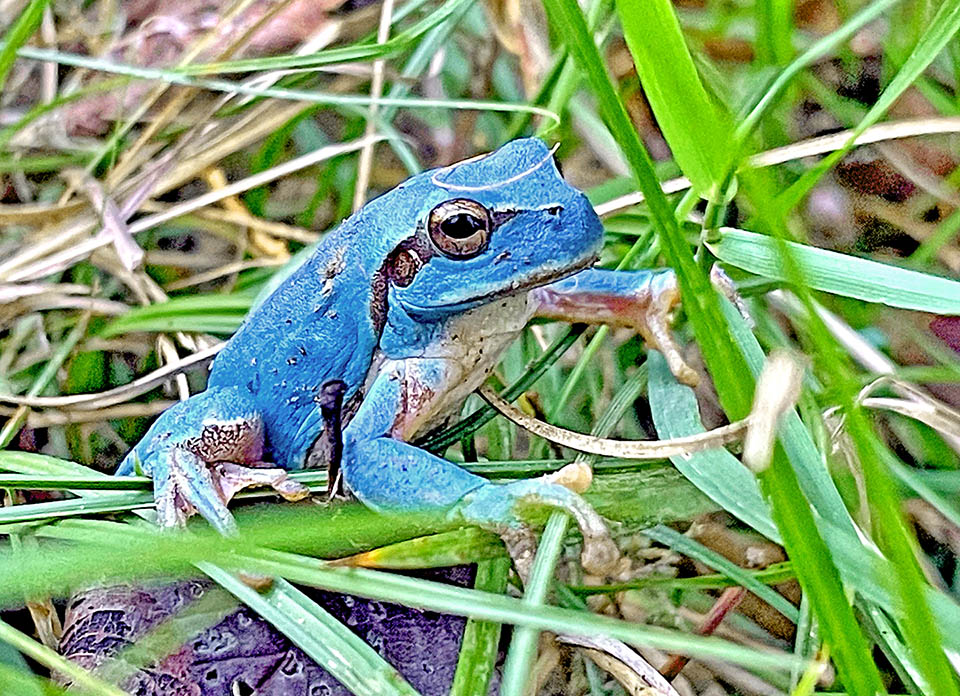 Hyla meridionalis, Stripeless Treefrog In Portugal, Spain and South France has been also reported an odd cobalt blue colouration of Hyla meridionalis, due to the absence of the yellow pigments.