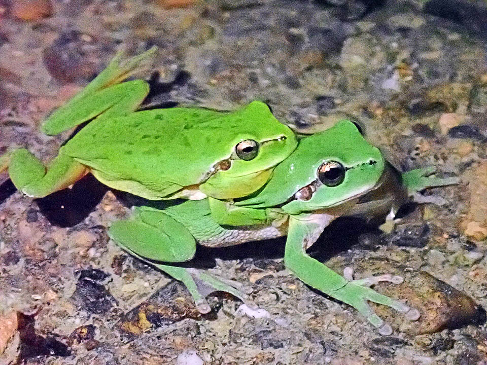 Hyla meridionalis, Stripeless Treefrog A mating. The male's embrace is axillary. In the reproductive time a female can lay more than 3000 eggs stuck to the vegetation.