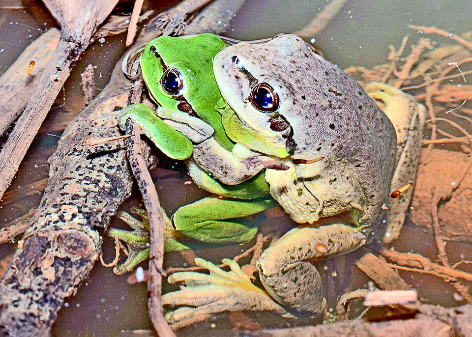 Hyla meridionalis, Stripeless Treefrog Intercourse, here between Hyla meridionalis of different colour, can last various hours, at times even some days.