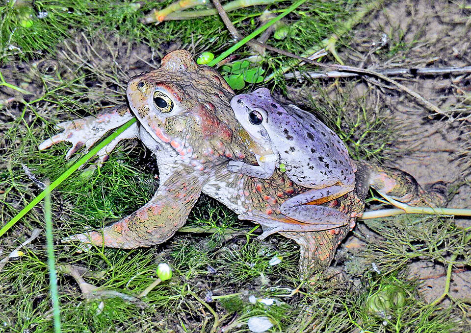 Hyla meridionalis, Stripeless Treefrog, Epidalea calamita Caught in the frenzy of love it may happen that a male is wrong, and here has seized a female of Epidalea calamita.