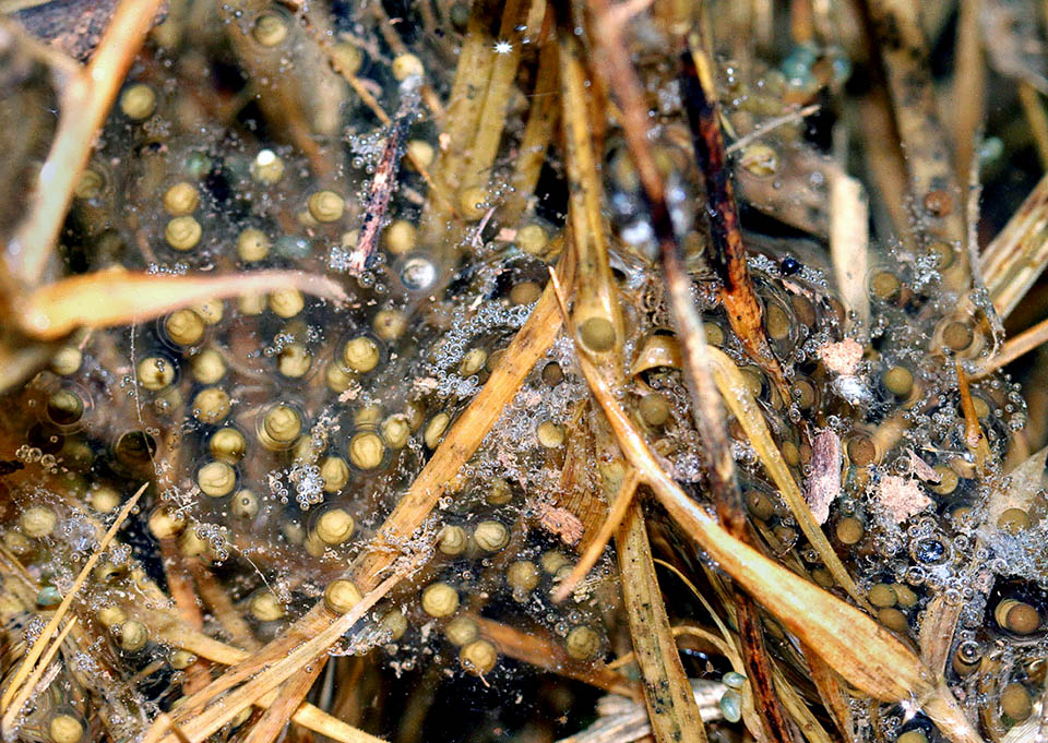 Hyla meridionalis, Stripeless Treefrog Here we already note the growing embryos. The egg diameter is of 1,1 to 1,5 mm, wrapped by a gelatinous 3-5 mm involucre. The tadpoles of Hyla meridionalis are born after 8-10 days.