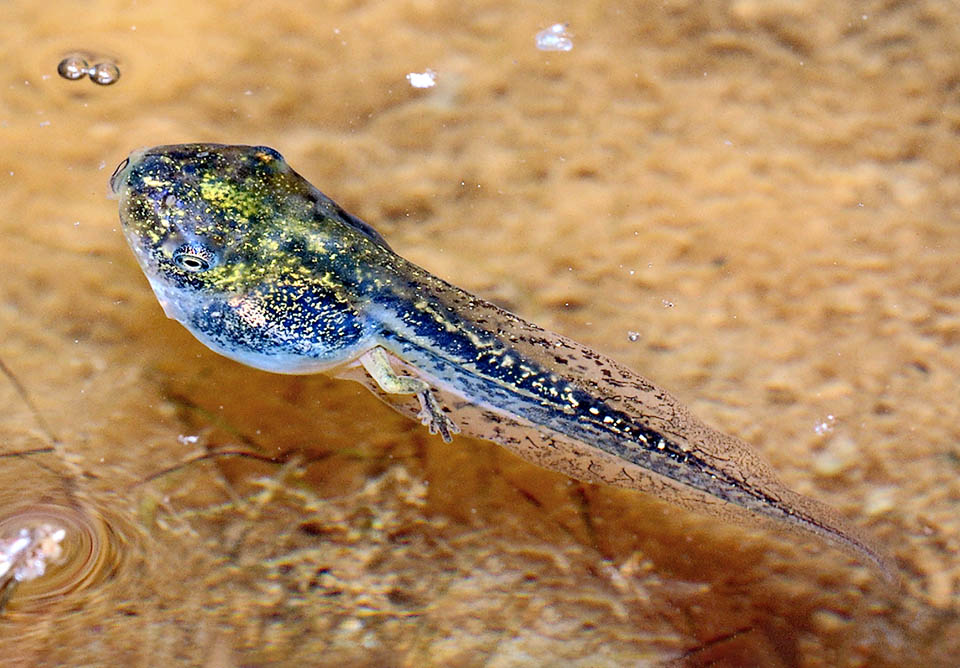 Hyla meridionalis, Stripeless Treefrog Hyla meridionalis tadpoles about 4 cm long, have big lateral eyes. The high caudal fin and the anteroventral buccal disc indicate a growth in deep waters.