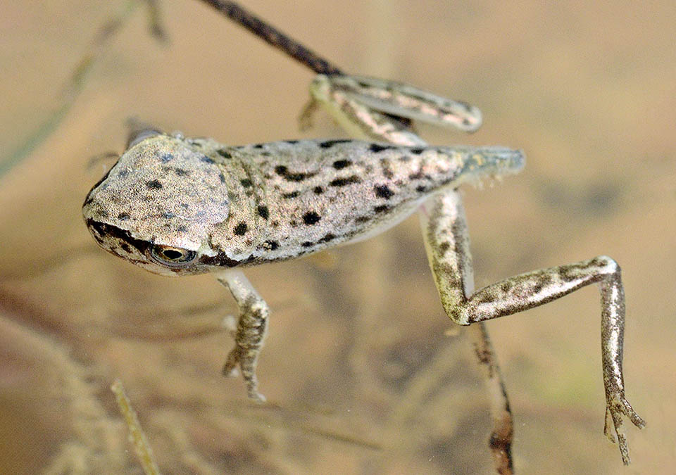 Hyla meridionalis, Stripeless Treefrog The Metamorphosis of Hyla meridionalis occurs when 3-4 months old. In arid climates reproduces in winter till May, when reproductive sites dry up. In temperate climates in spring, up to October.