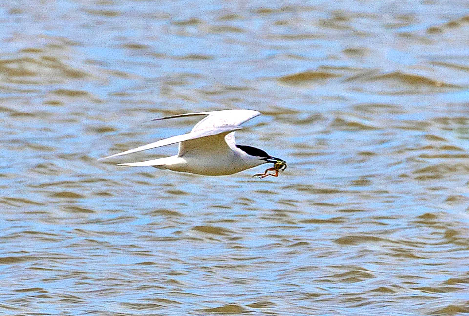 Hyla meridionalis, Stripeless Treefrog, Gelochelidon nilotica Hyla meridionalis hunts insects, gastropods, chilopods, mites and spiders. Preyed by other amphibians, snakes, small mammals and birds like Gelochelidon nilotica.